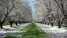 Fresno Blossom Trail